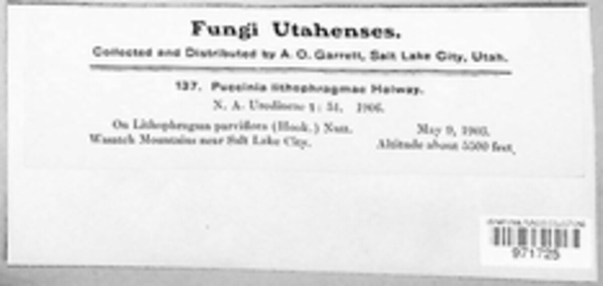 Puccinia lithophragmae image